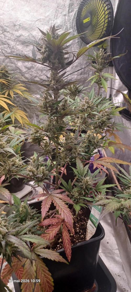 Appel Fritter Auto.. rQs. Week 11
