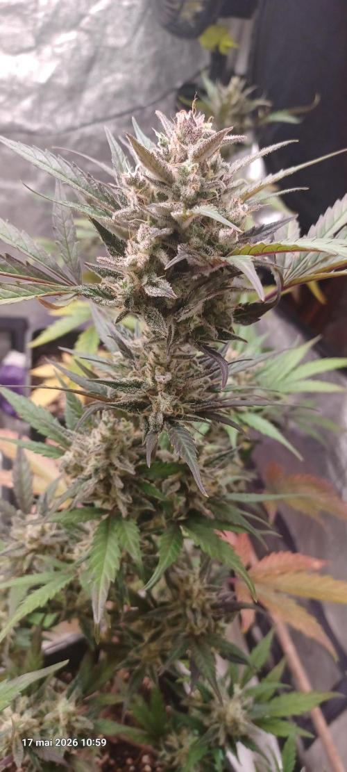 Appel Fritter Auto.. rQs. Week 11
