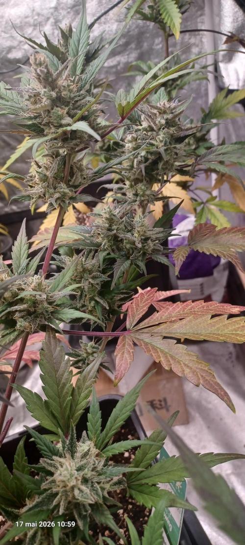 Appel Fritter Auto.. rQs. Week 11