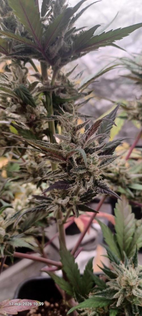 Apple Fritter Automatic. Week 11
