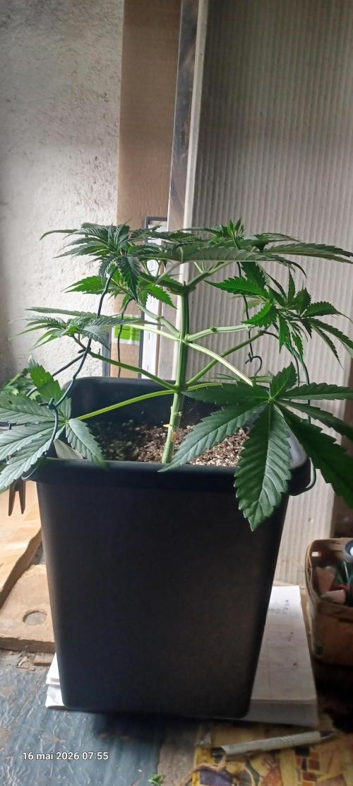Wedding cake rQs. Week 5