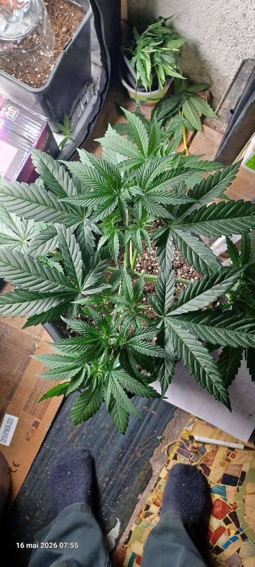 Wedding cake rQs. Week 5