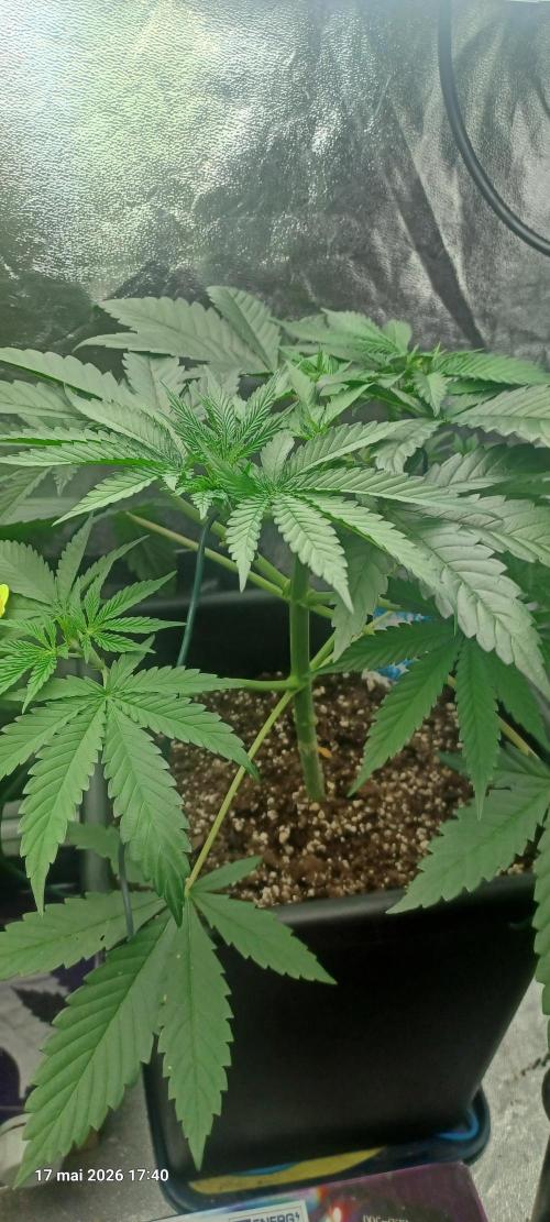 Wedding cake rQs. Week 5