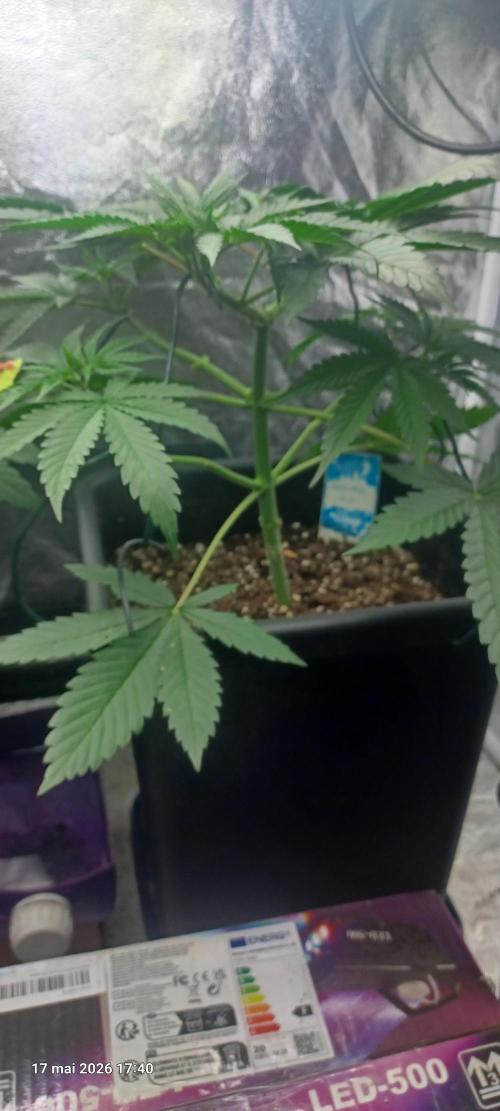 Wedding cake rQs. Week 5