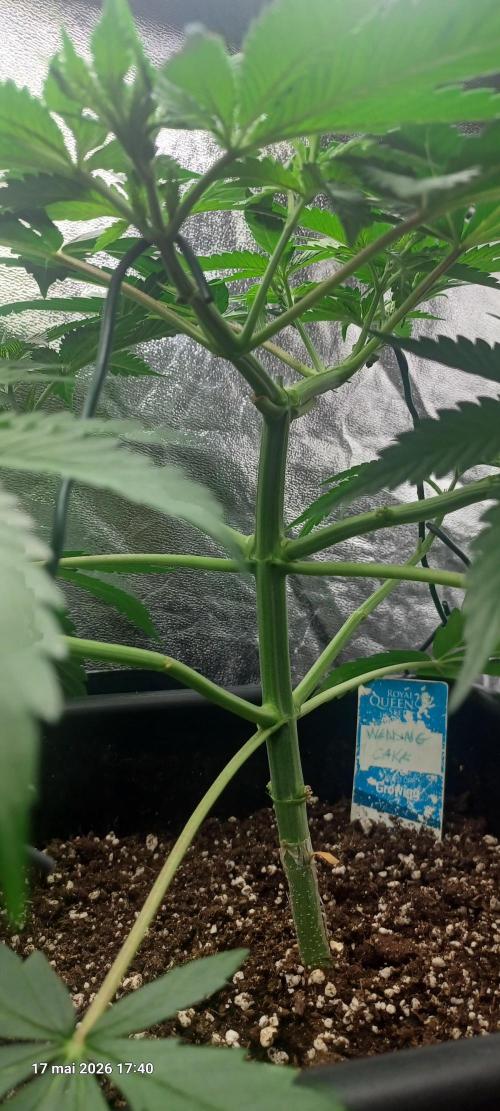 Wedding cake rQs. Week 5