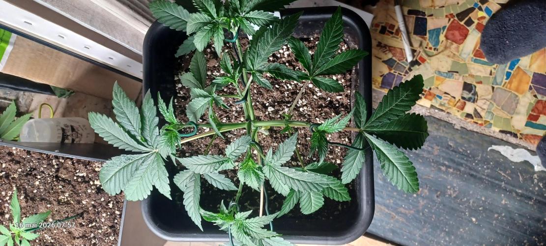 Wedding cake rQs. Week 5