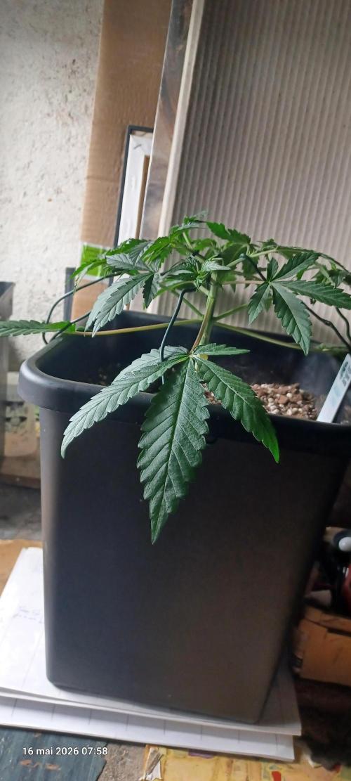 Wedding cake rQs. Week 5