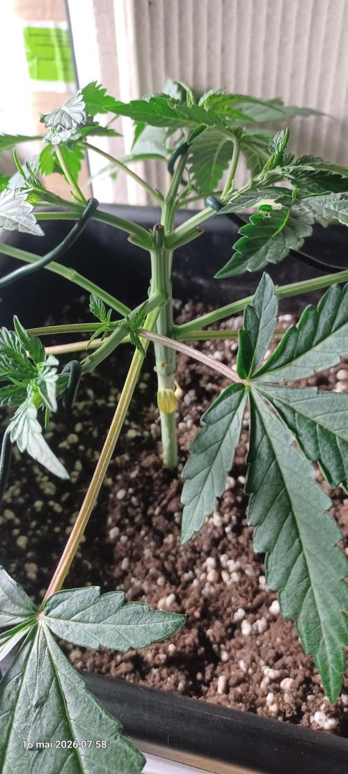 Wedding cake rQs. Week 5