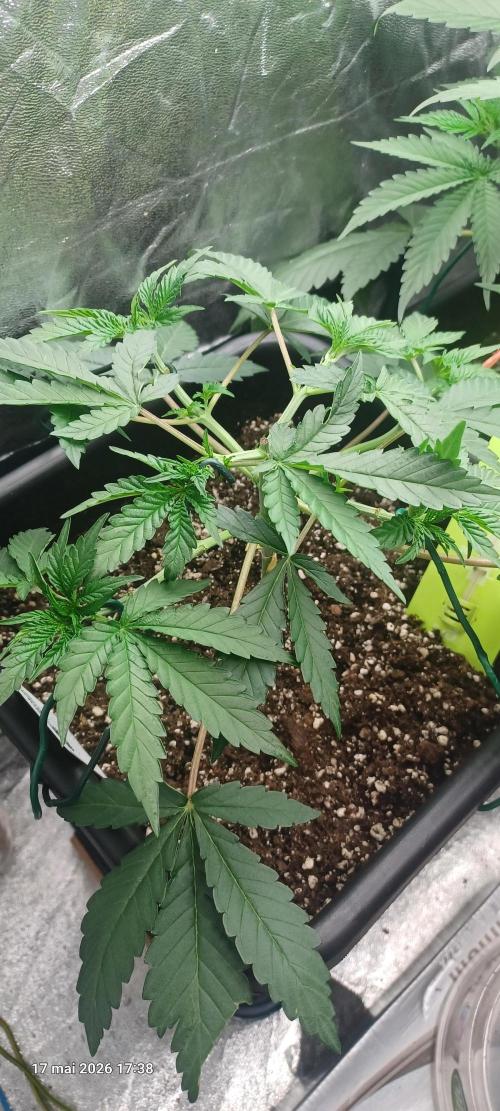 Wedding cake rQs. Week 5