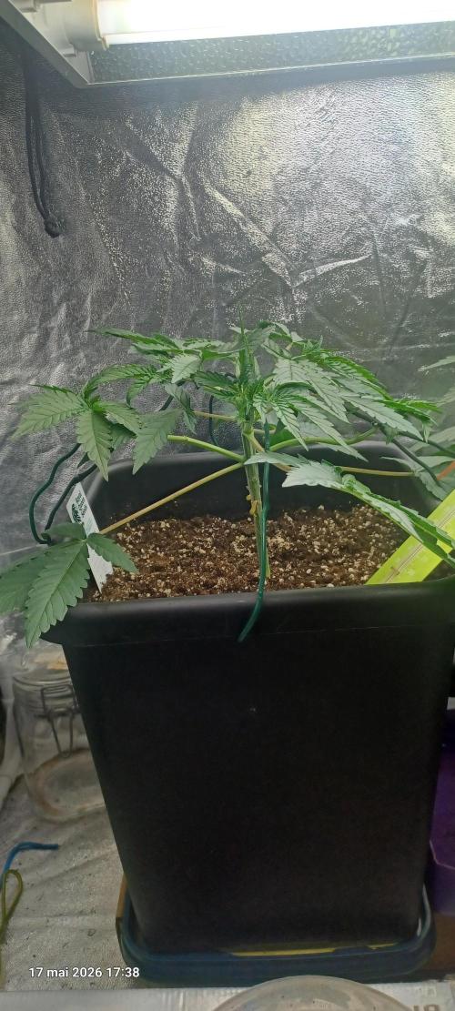 Wedding cake rQs. Week 5
