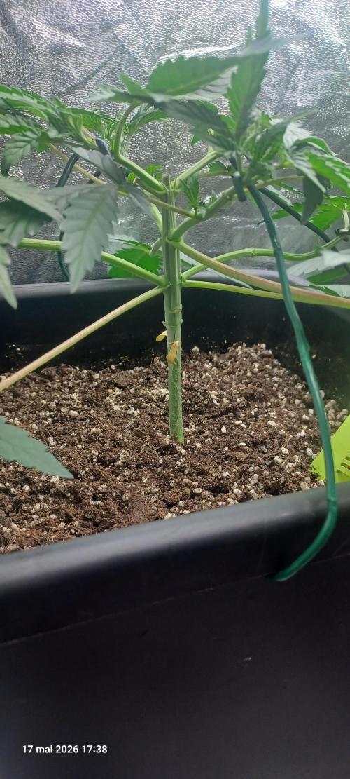 Wedding Cake. Week 5