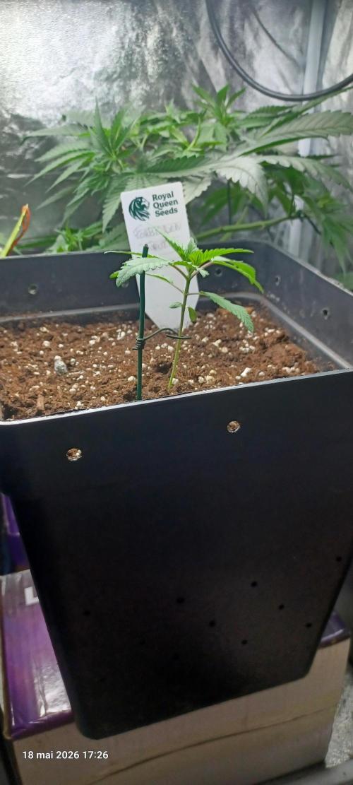 Forbidden Fruit  rQs. Week 2