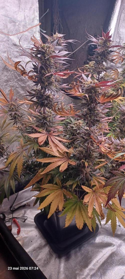 Shogun rQs. Week 16