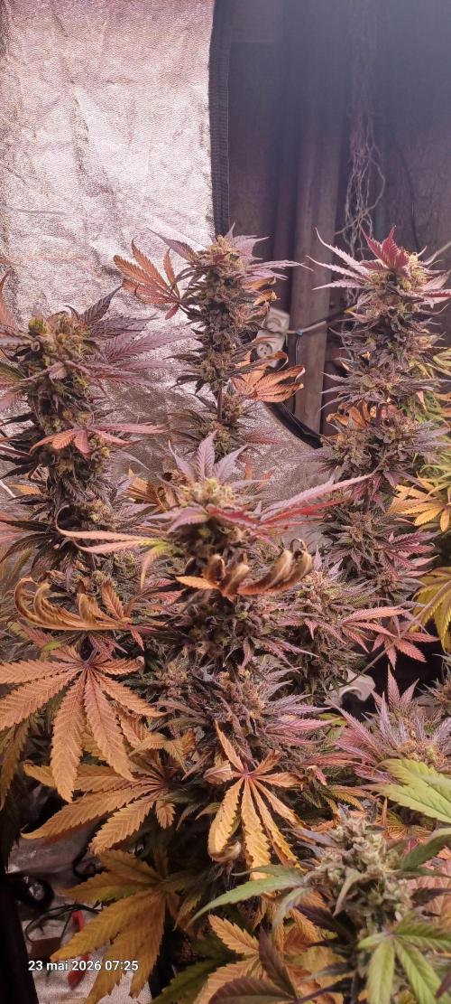 Shogun rQs. Week 16
