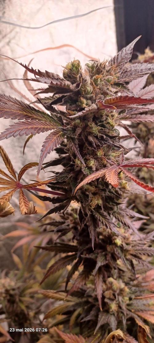 Shogun rQs. Week 16