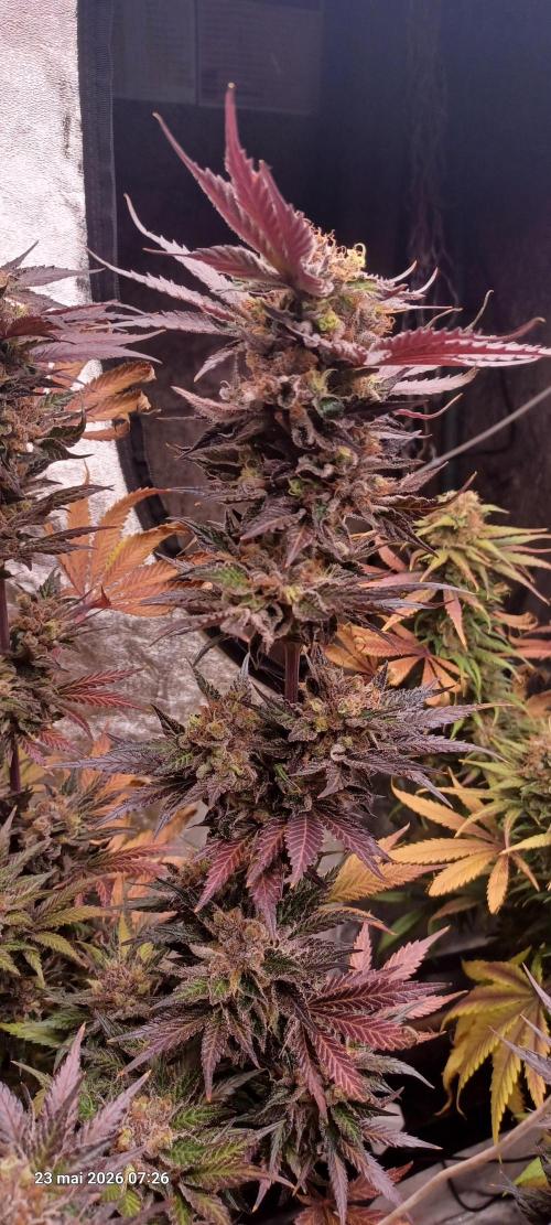 Shogun rQs. Week 16