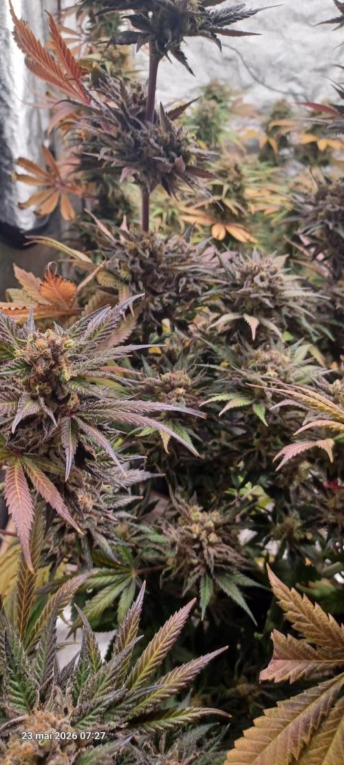 Shogun rQs. Week 16