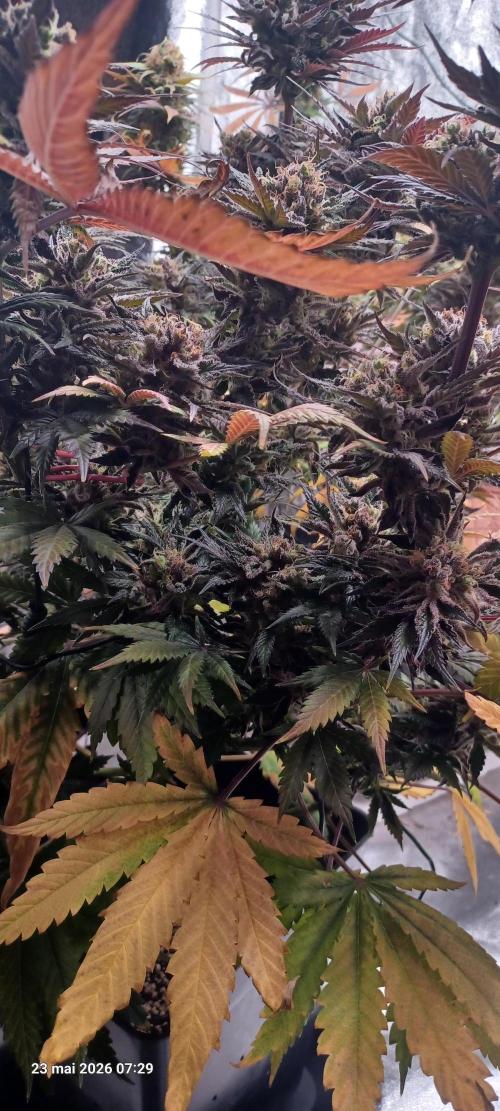 Shogun rQs. Week 16