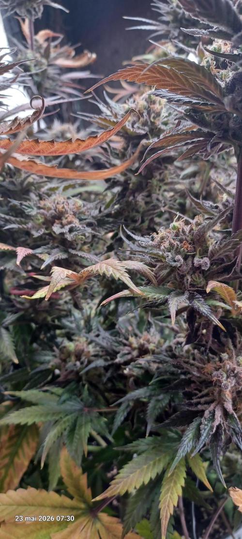 Shogun rQs. Week 16