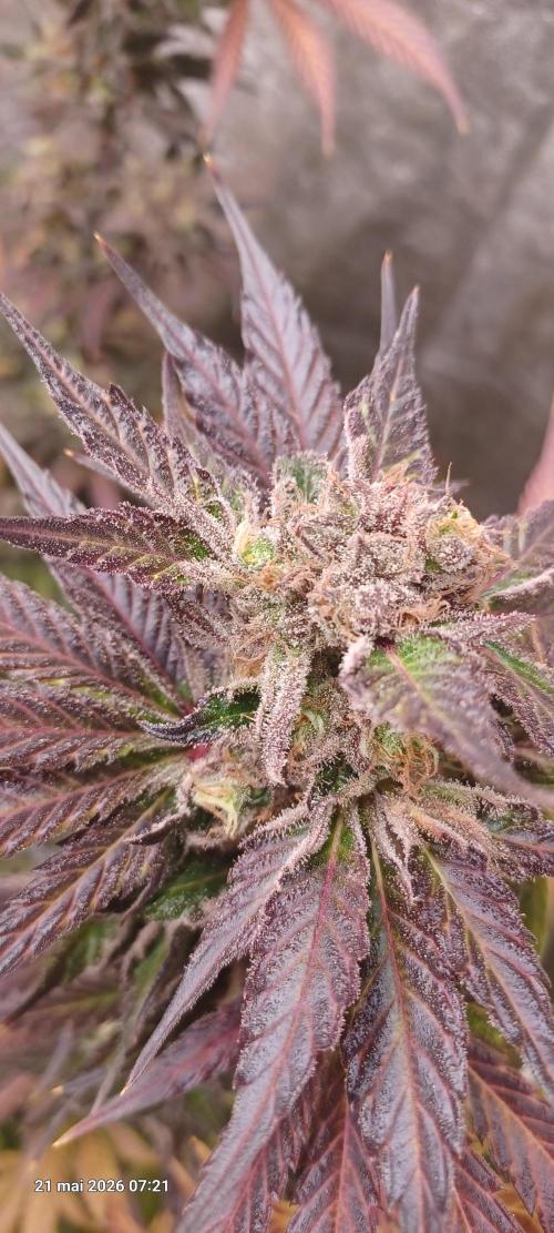 Shogun rQs. Week 16