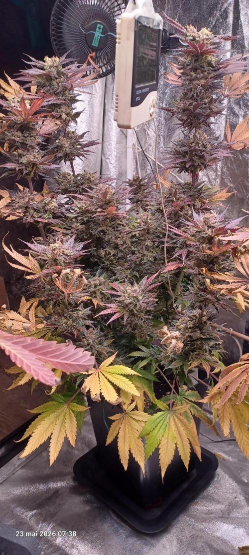 Shogun rQs. Week 16