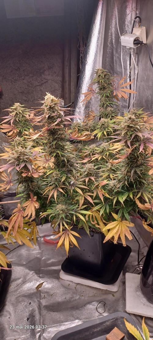 Shogun rQs. Week 16