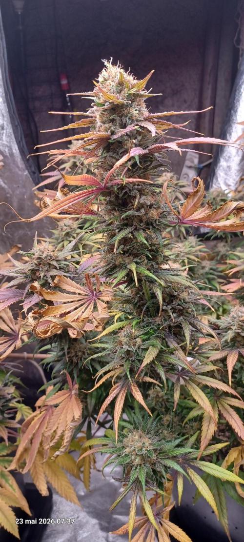 Shogun rQs. Week 16