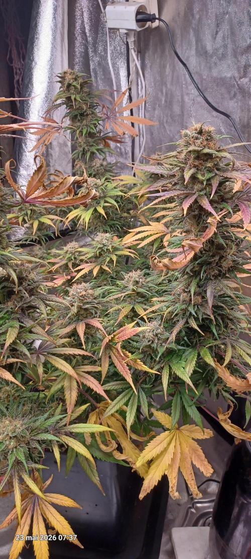 Shogun rQs. Week 16