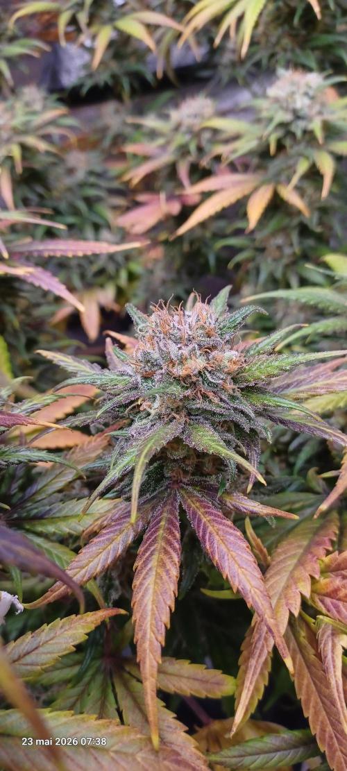 Shogun rQs. Week 16