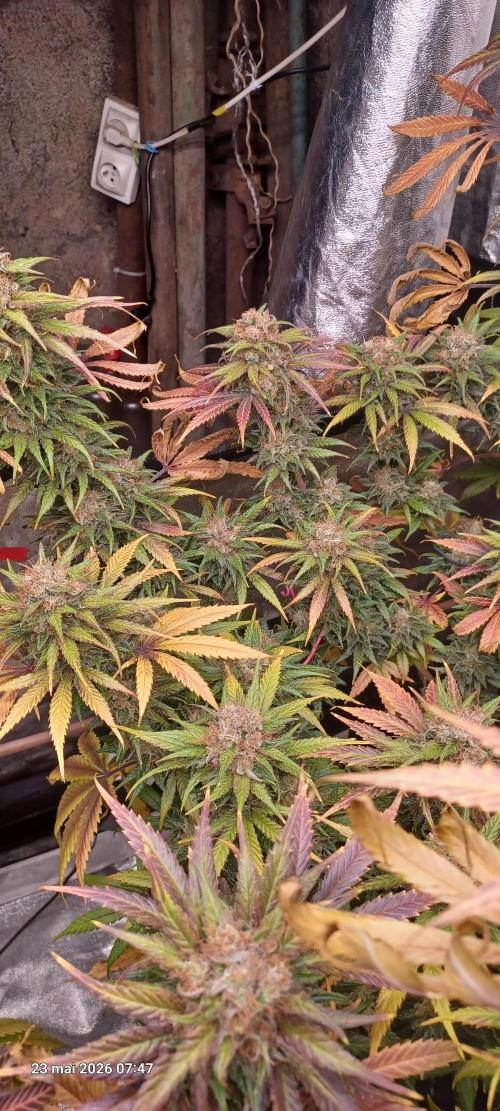 Shogun rQs. Week 16