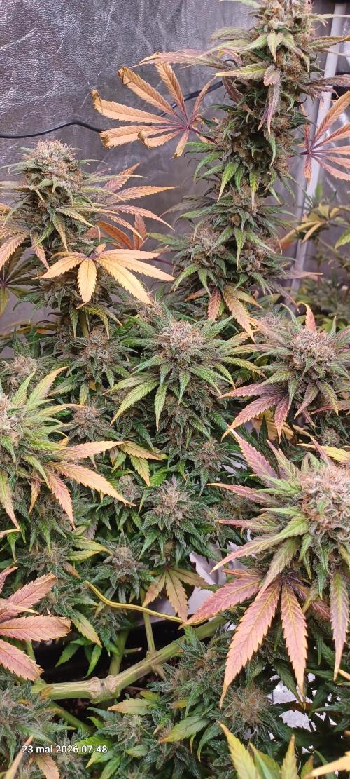 Shogun rQs. Week 16