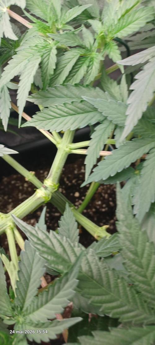 Wedding cake rQs. Week 6