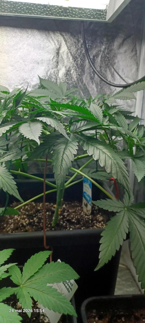 Wedding cake rQs. Week 6