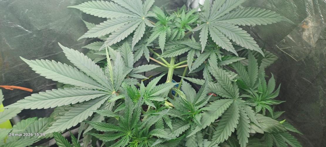 Wedding cake rQs. Week 6
