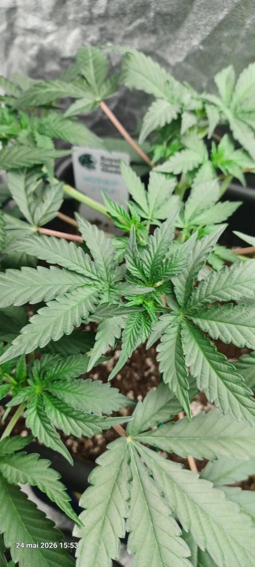 Wedding cake rQs. Week 6