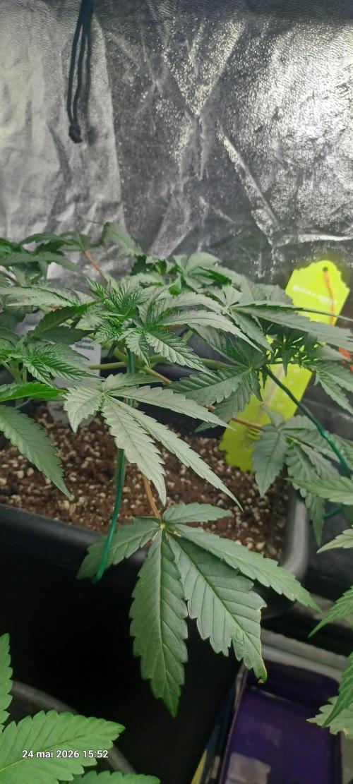 Wedding cake rQs. Week 6