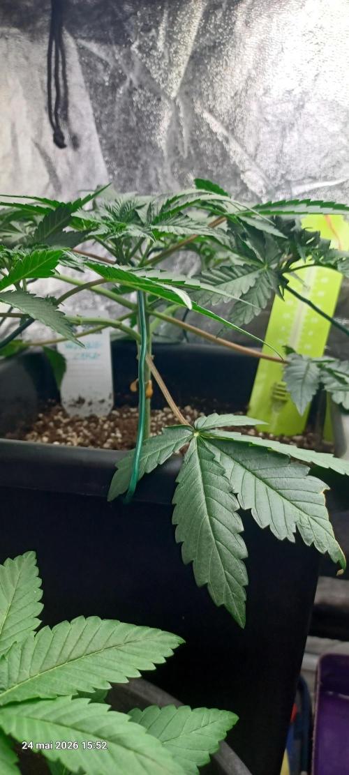 Wedding cake rQs. Week 6