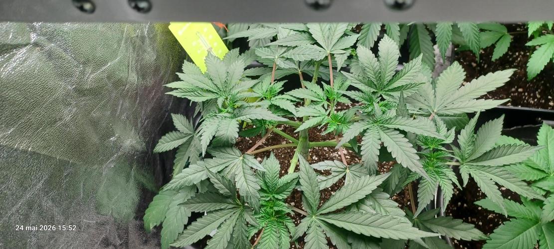 Wedding Cake. Week 6