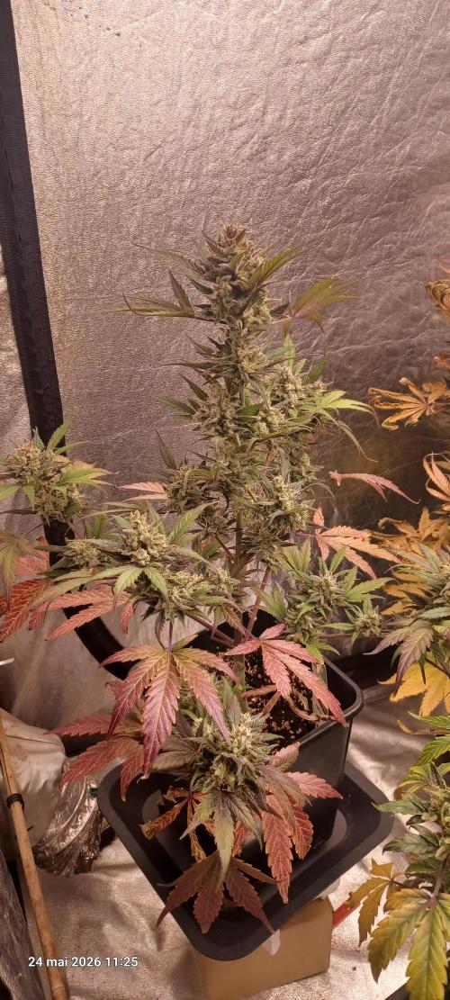 Appel Fritter Auto.. rQs. Week 12
