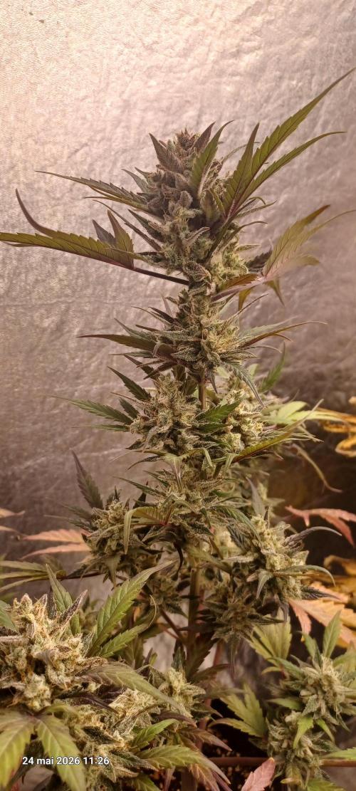 Appel Fritter Auto.. rQs. Week 12
