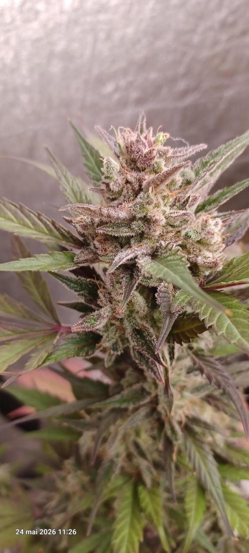 Appel Fritter Auto.. rQs. Week 12