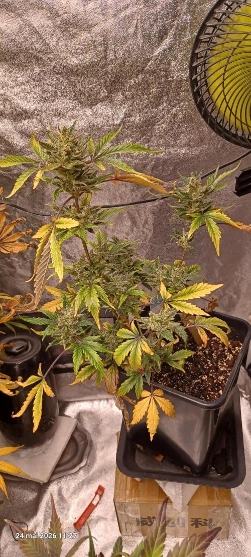 Appel Fritter Auto.. rQs. Week 12