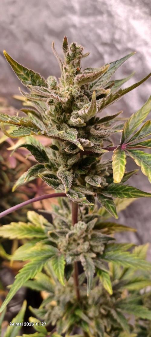 Appel Fritter Auto.. rQs. Week 12