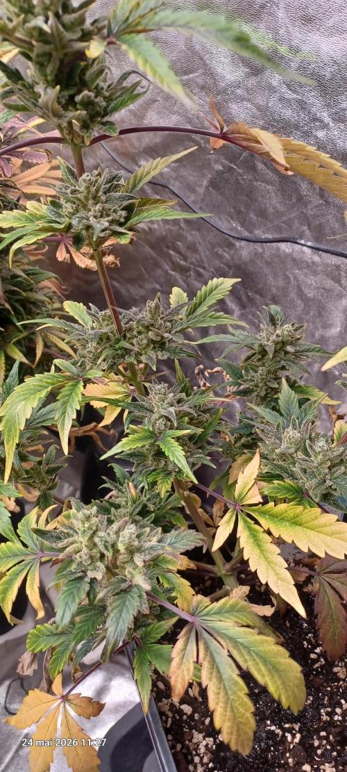 Appel Fritter Auto.. rQs. Week 12