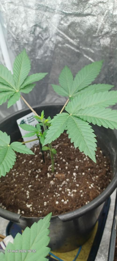 Forbidden Fruit  rQs. Week 3