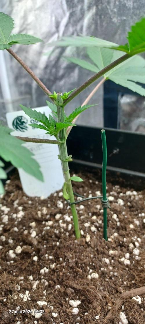 Forbidden Fruit  rQs. Week 3