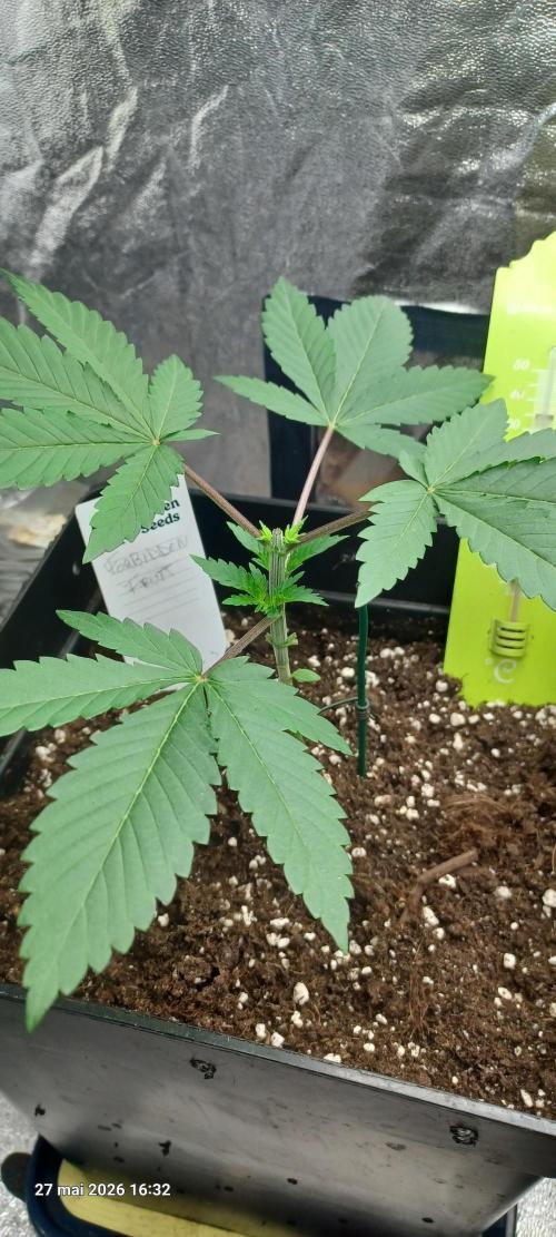 Forbidden Fruit. Week 3