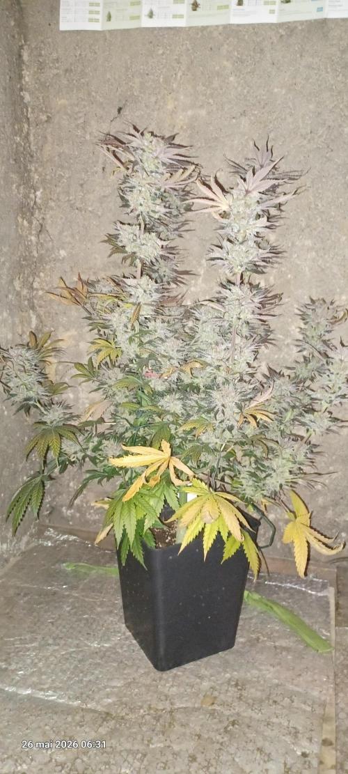 Shogun rQs. Week 17