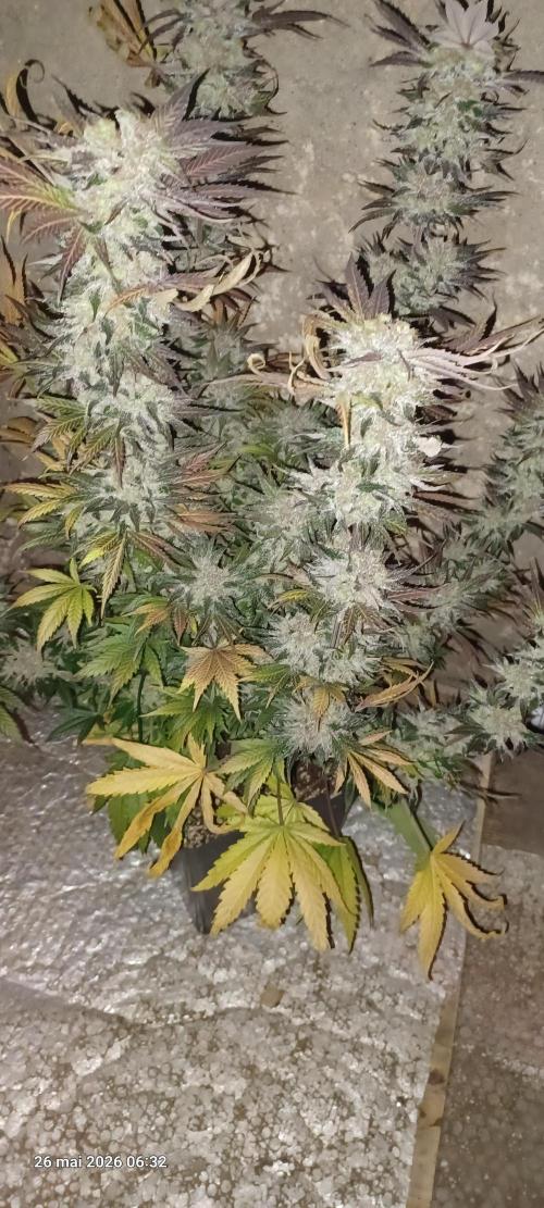 Shogun rQs. Week 17