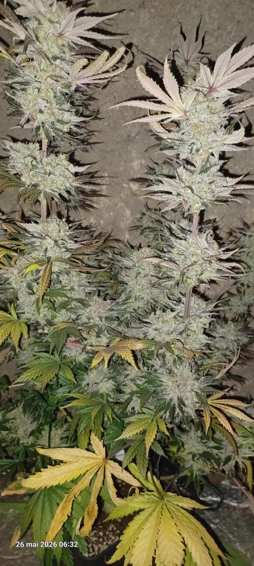 Shogun rQs. Week 17